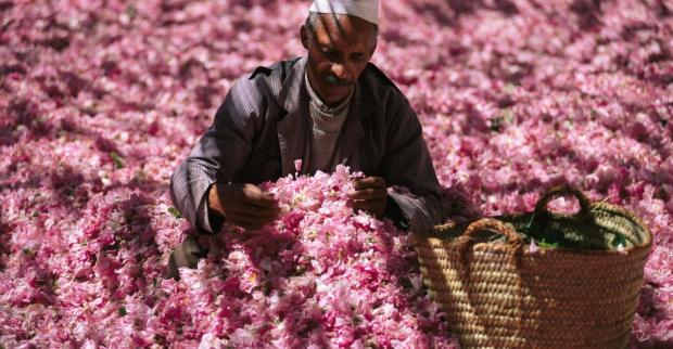 marocco-rose-festival-valle-delle-rose-01